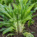 Spargelsalat (Lactuca sativa Angustana Group) – Pflanzenfoto