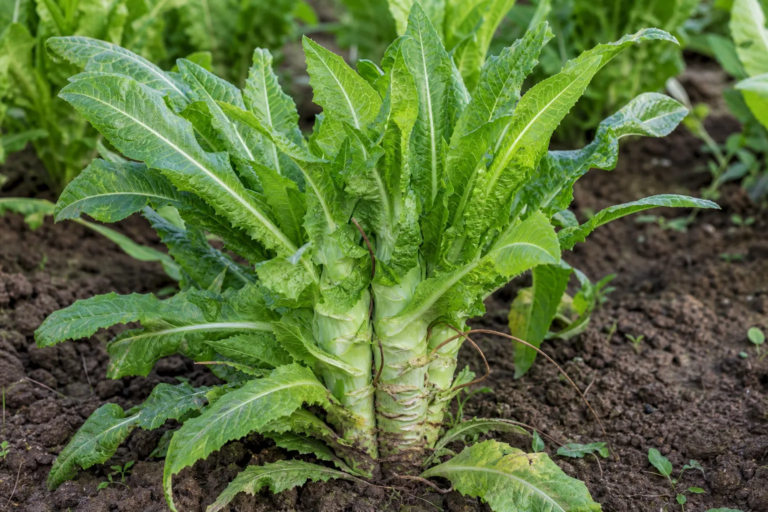 Lactuca sativa Angustana Group