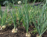 Speisezwiebel (Allium cepa Group)