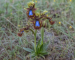 Spiegel-Ragwurz (Ophrys speculum) – Pflege