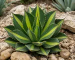 Splendida (Agave lophantha ‘Splendida’)