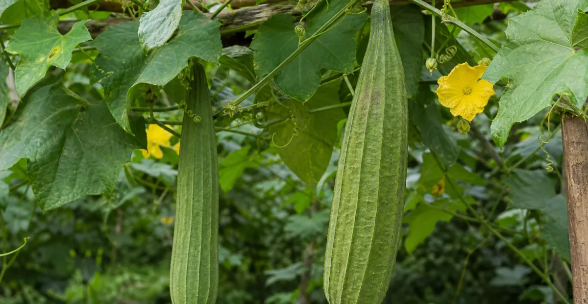 Sponge Gourd (Luffa aegyptiaca) – plant photo