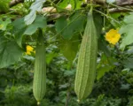 Sponge Gourd (Luffa aegyptiaca) care guide
