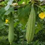 Sponge Gourd (Luffa aegyptiaca) – plant photo