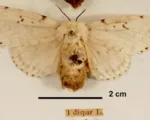 Spongy moth