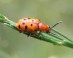 Spotted Asparagus Beetle