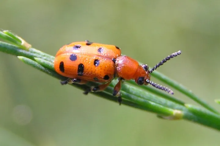 Spotted Asparagus Beetle