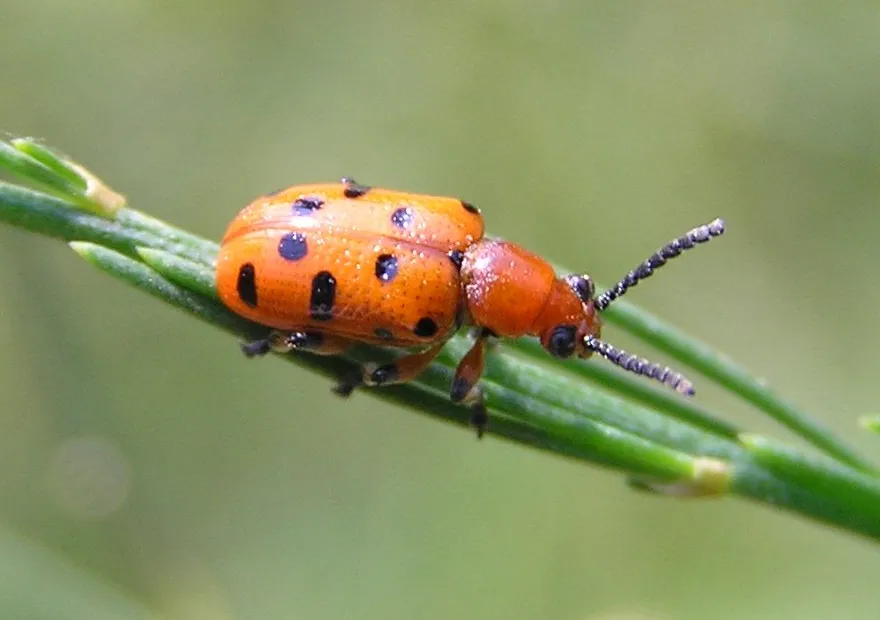 Spotted Asparagus Beetle
