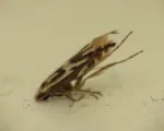 Spotted Tentiform Leafminer