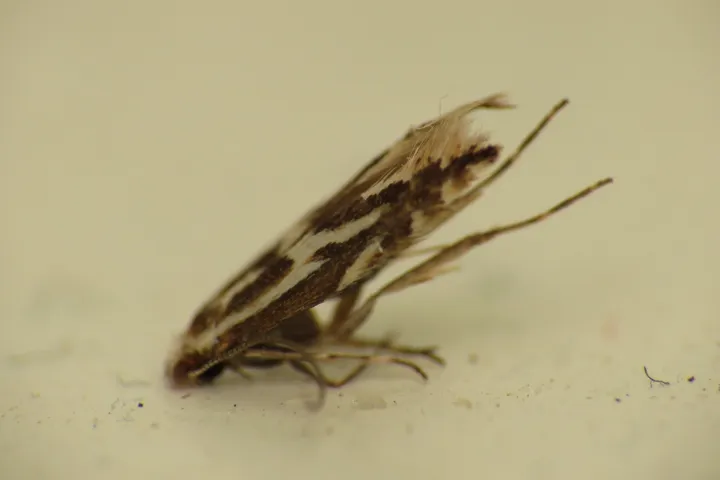 Spotted Tentiform Leafminer