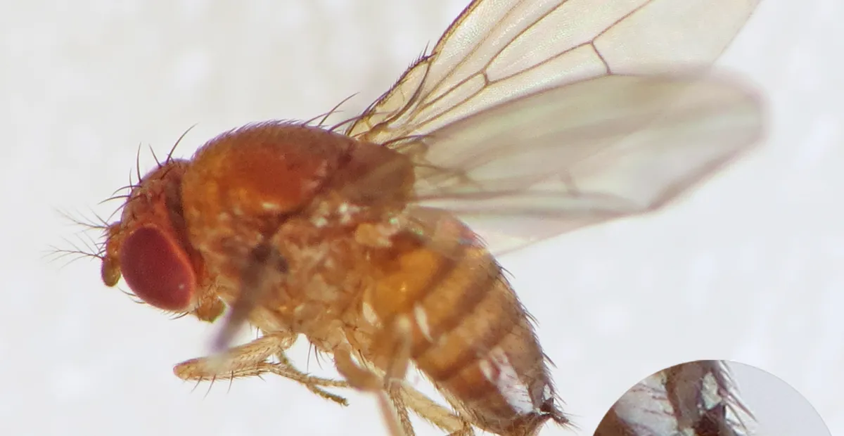 Spotted-wing drosophila