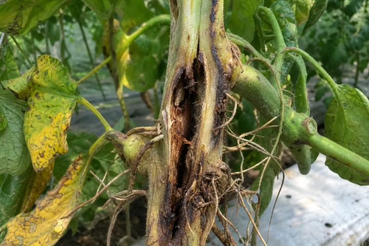 Stängelmarknekrose der Tomate