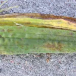 Stem and Bulb Nematode