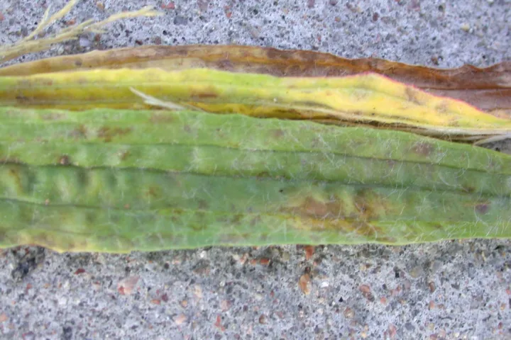 Stem and Bulb Nematode