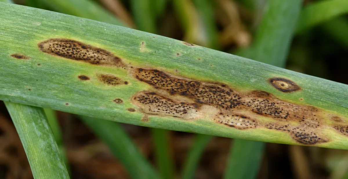 Stemphylium Leaf Blight