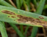 Stemphylium Leaf Blight