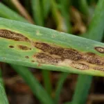 Stemphylium Leaf Blight