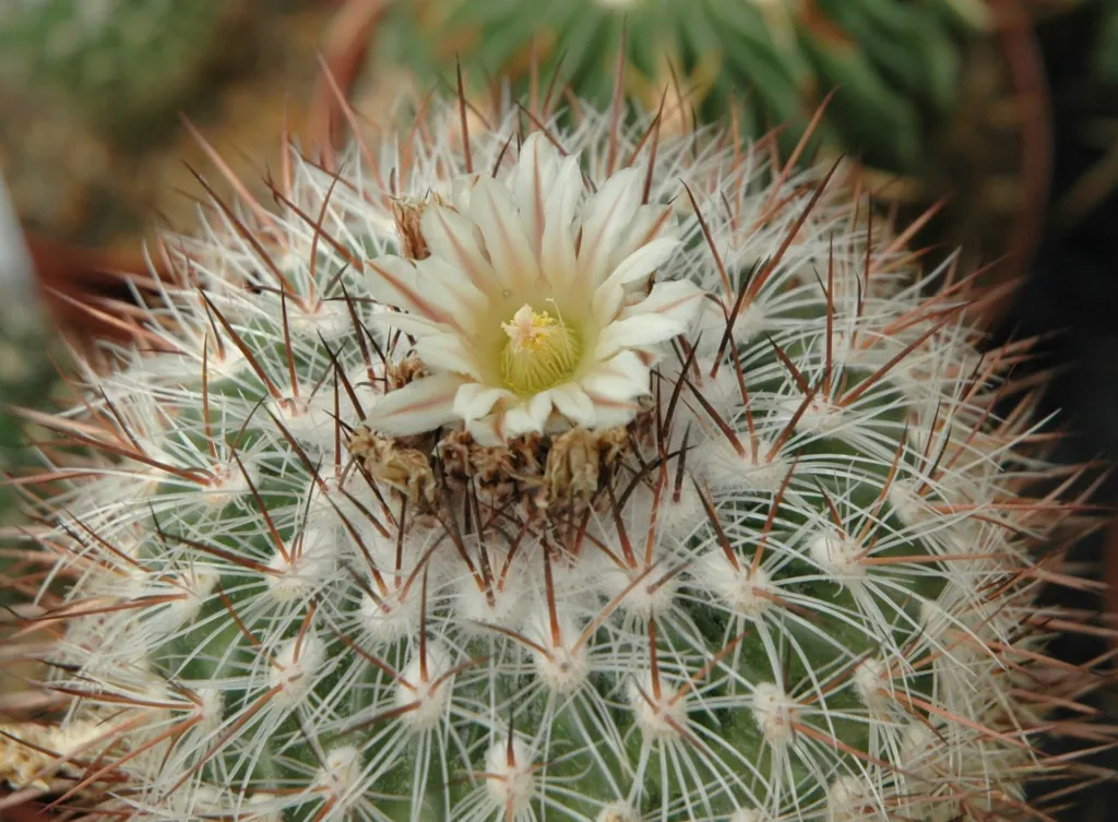 Stenocactus multicostatus – (Stenocactus multicostatus) – Blüten in Nahaufnahme, Pflanzenfoto