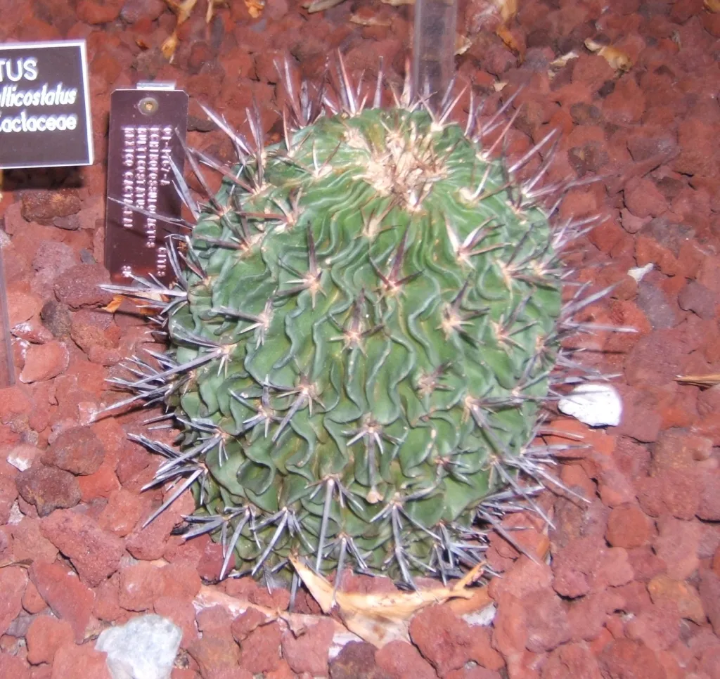 Stenocactus multicostatus – (Stenocactus multicostatus) – im Garten, Pflanzenfoto