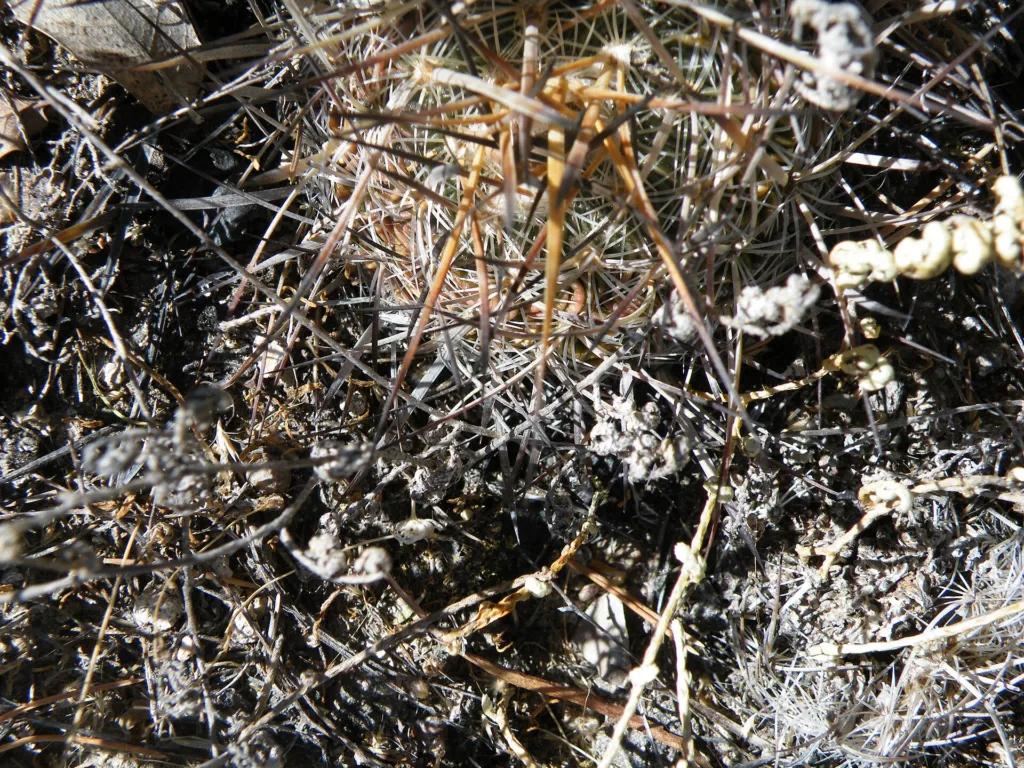 Stenocactus multicostatus – (Stenocactus multicostatus) – typisches Erscheinungsbild, Pflanzenfoto