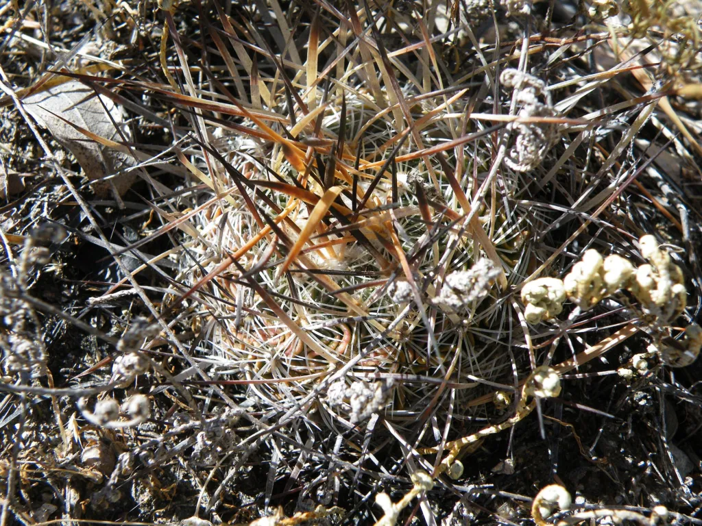 Stenocactus multicostatus – (Stenocactus multicostatus) – typisches Erscheinungsbild, Pflanzenfoto