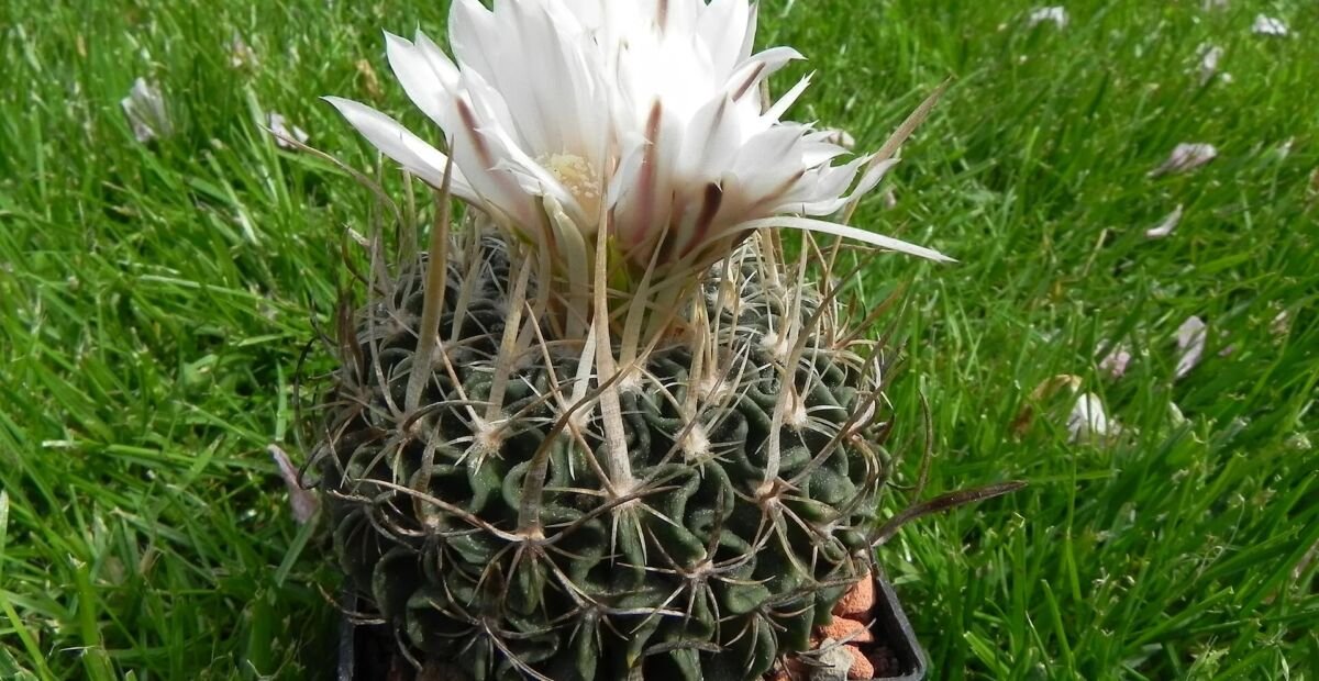 Stenocactus multicostatus – fotografia rastliny
