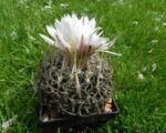 Stenocactus multicostatus – Pflege