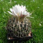 Stenocactus multicostatus – (Stenocactus multicostatus) – Pflanzenfoto