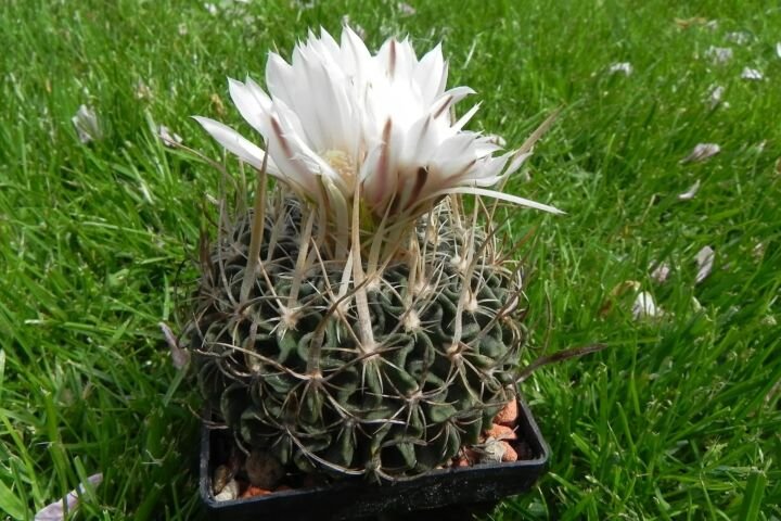 Stenocactus multicostatus