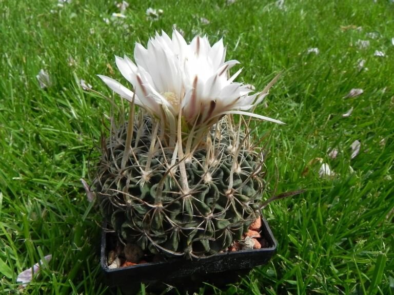 Stenocactus multicostatus