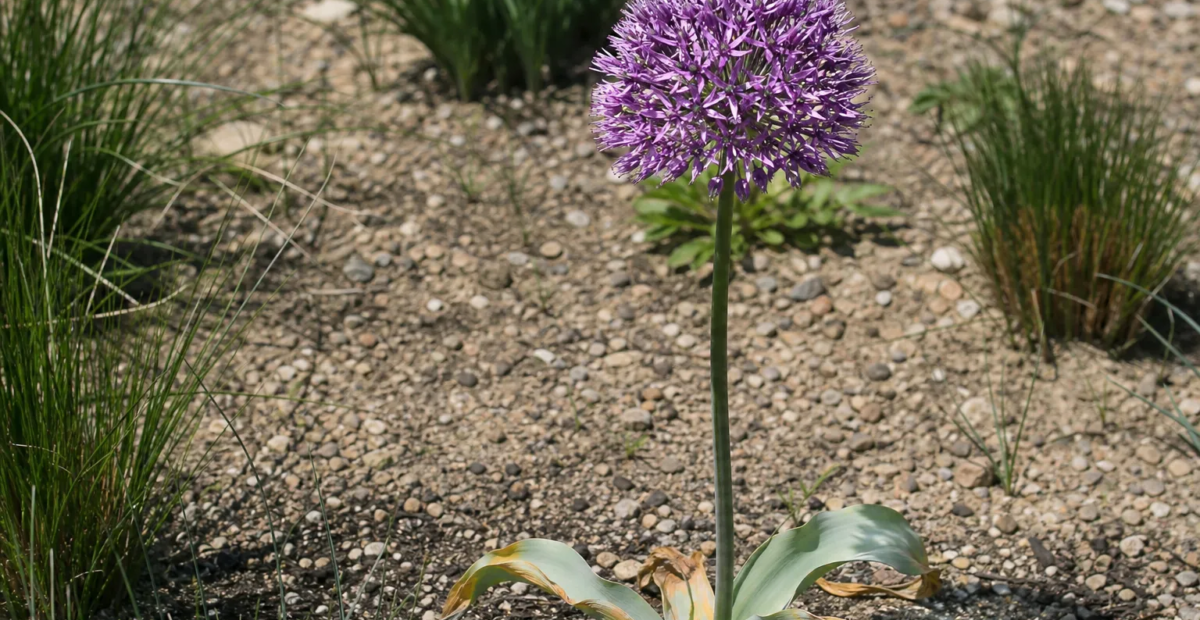 Stiel-Lauch (Allium stipitatum) – Pflanzenfoto