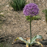 Stiel-Lauch (Allium stipitatum) – Pflanzenfoto