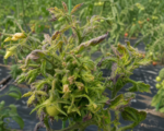 Stolbur-Krankheit und Schwarzholzkrankheit durch Candidatus Phytoplasma solani
