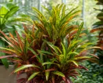 Stoplight (Codiaeum variegatum ‘Stoplight’)