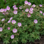 Storchschnabel ‘Mavis Simpson’ (Geranium 'Mavis Simpson') – Pflanzenfoto