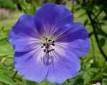 Storchschnabel ‘Rozanne’ (Geranium ‘Rozanne’)