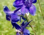 Stračonôžka ‘Blue Bird’ (Delphinium ‘Blue Bird’)