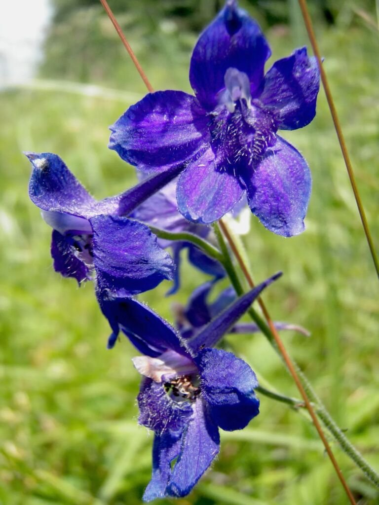 Delphinium 'Blue Bird'