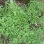 Strauchmargerite (Argyranthemum frutescens) – Pflanzenfoto