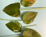 Strawberry foliar nematode