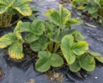 Strawberry mild yellow edge virus