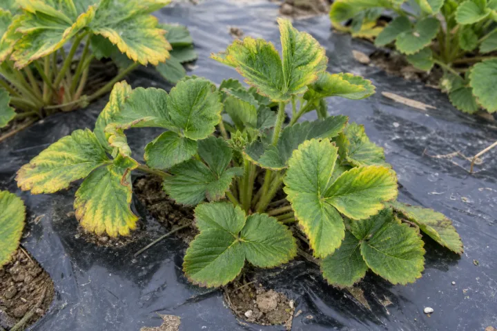 Strawberry mild yellow edge virus