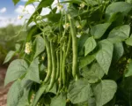 String Bean (Phaseolus vulgaris) care guide