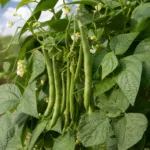 String Bean (Phaseolus vulgaris) – plant photo