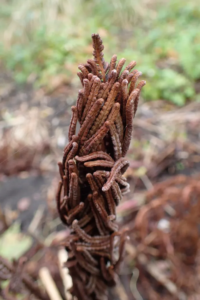 Struthiopteris – in its natural habitat, plant photo