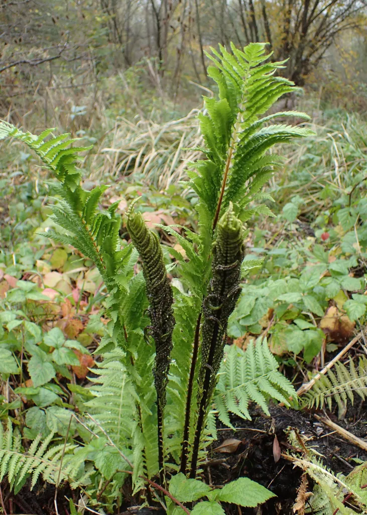 Struthiopteris – in its natural habitat, plant photo