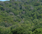 Sudden oak death and ramorum blight