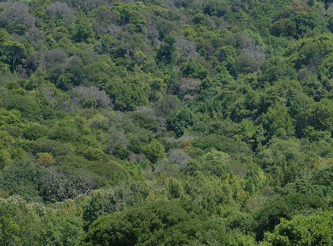 Sudden oak death and ramorum blight