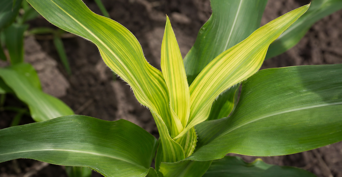 Sulfur deficiency