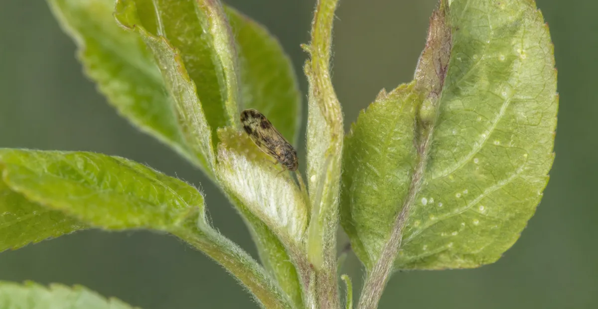 Summer apple psyllid